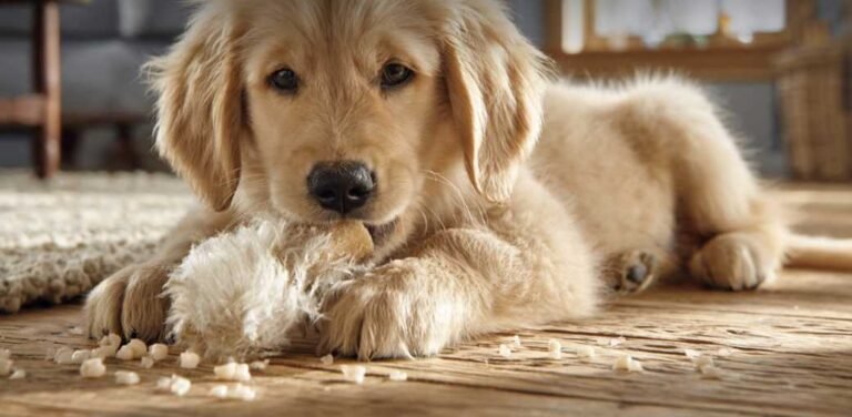 Puppy Teething Stages: Timeline, Signs, and Relief