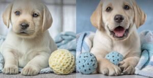 Puppy Teething Stages by Age