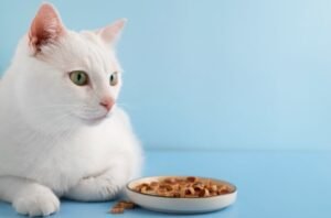 Feed a Coat Friendly Diet