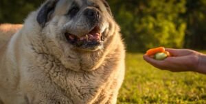 Healthy Treats for Overweight Dogs That Still Feel Rewarding