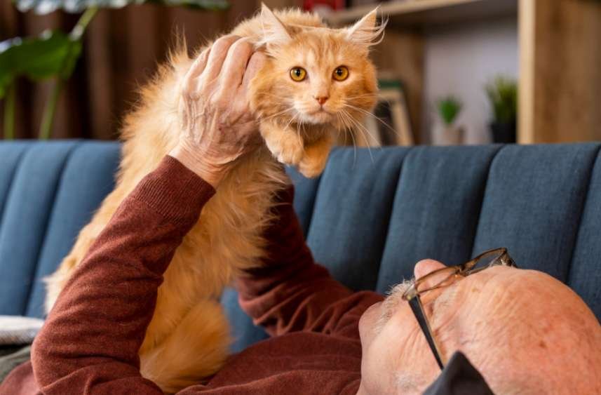 How Grooming Helps Prevent Hairballs in Cats