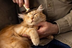 How Often Should You Groom Your Cat?