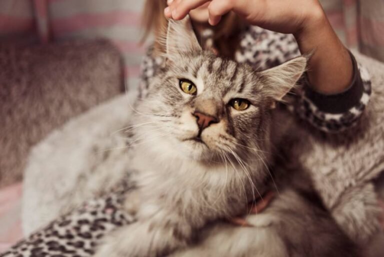 How to Reduce Cat Shedding Naturally in Quick