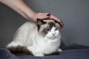Other Natural Ways to Reduce Hairballs