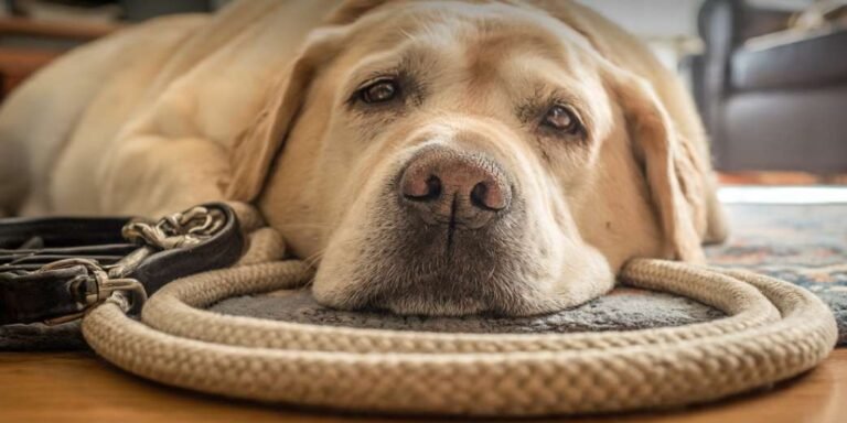 Overweight Dog Health Risks: What Owners Must Know