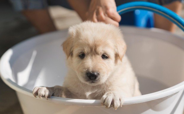 Bathe Your Puppy the Right Way