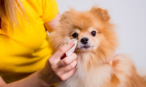 Best Grooming Wipes for Dogs After Walks