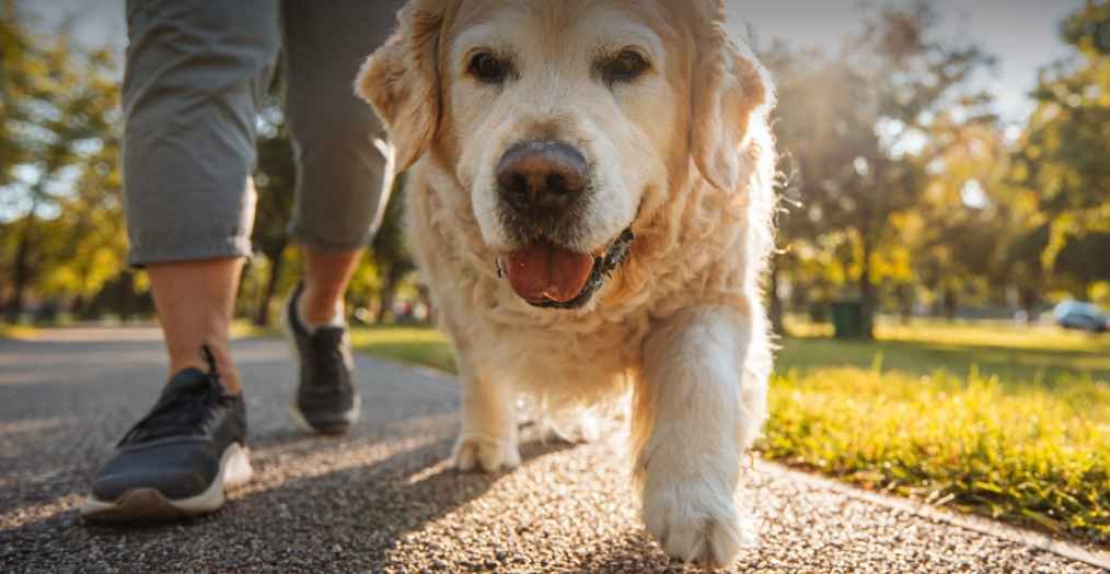 Best Supplements for Senior Dogs That Actually Made a Difference for Mine
