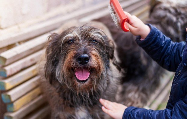 Choose the Right Brush for Your Dog’s Coat
