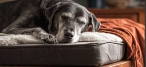  Dog-Arthritis-Pain-Relief-Tips-That-Actually-Helped.