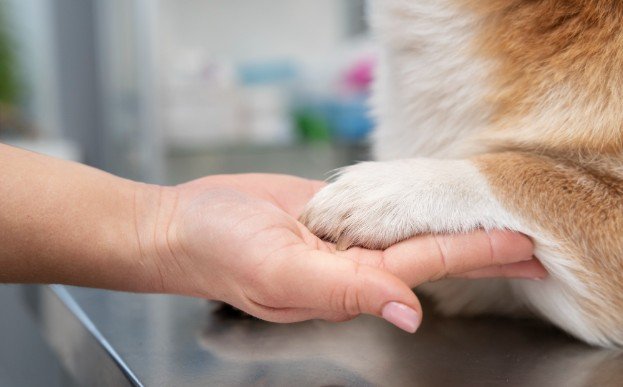 Dog Paw Care Tips for Hot Weather That Save Paws