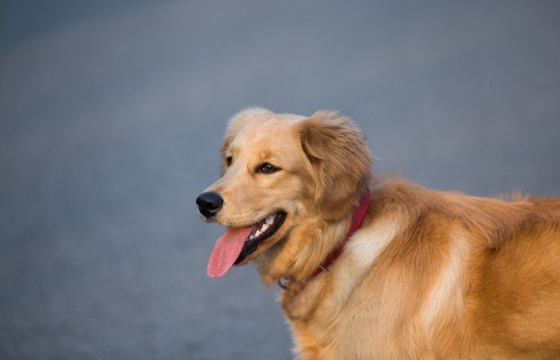 Double-Coated Dog Grooming Mistakes to Avoid