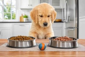 Dry Food vs Wet Food Depends on the Puppy