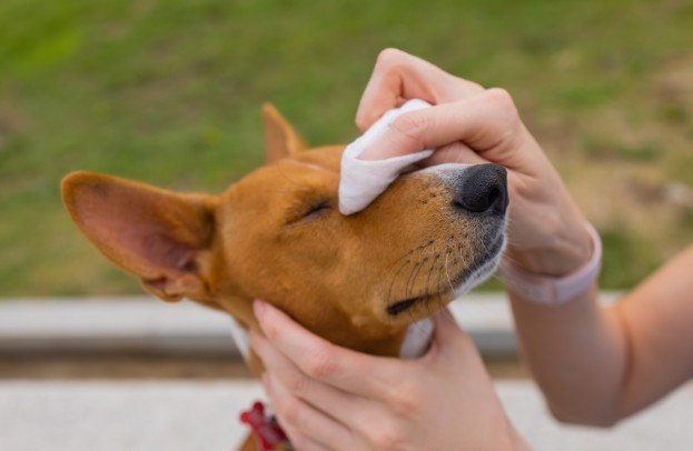 How I Use Grooming Wipes After a Walk