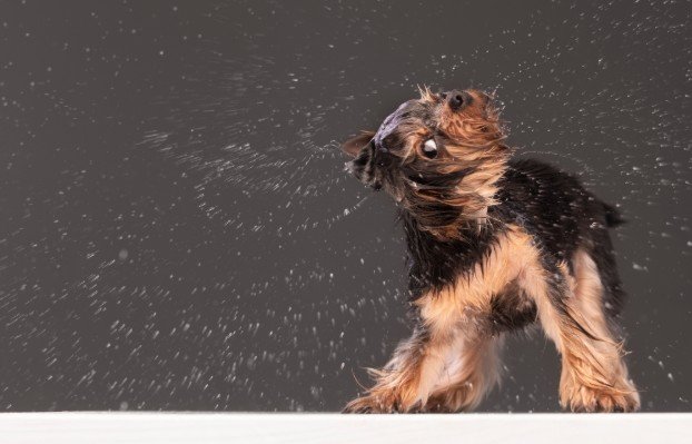How Often Should You Groom a Shedding Dog