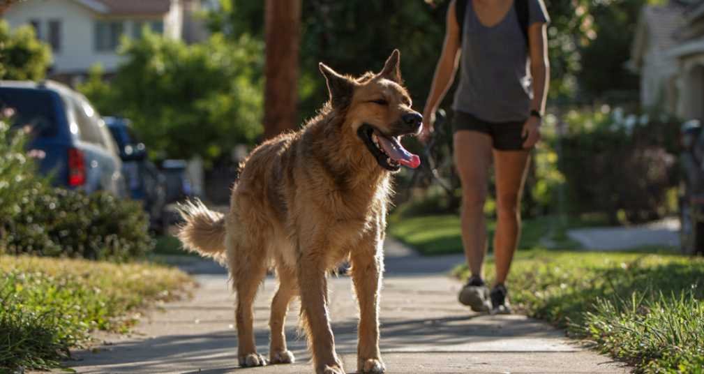 How to Calm an Aggressive Dog