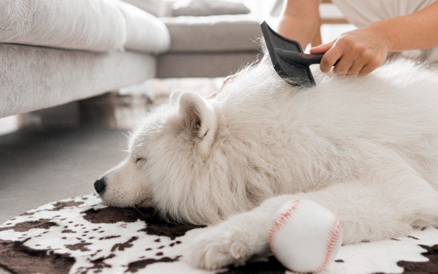 How to Groom a Shedding Dog Without Losing Your Mind