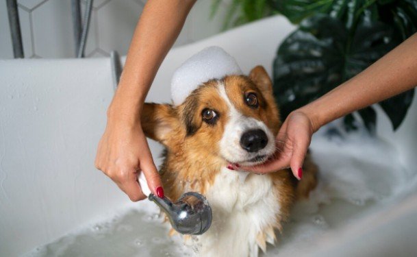 Ingredients I Look for in Allergy-Friendly Dog Shampoo