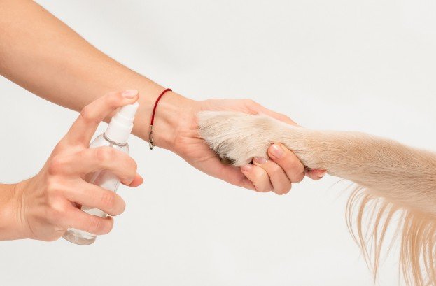 Keep Paws Clean After Walks