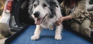 Senior Dog Mobility Support Goes Beyond Supplements
