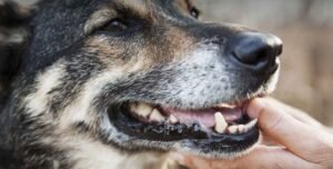 The Most Common Signs of Dehydration in Dogs