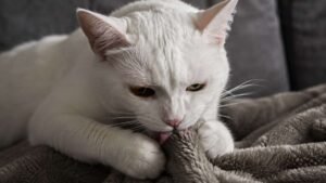 Wonder Why Cats Lick Blankets Is it Cute or Concerning
