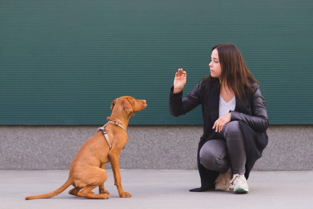 Core Dog Training Principles Every Owner Should Follow