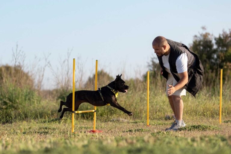 Basic obedience training for dogs